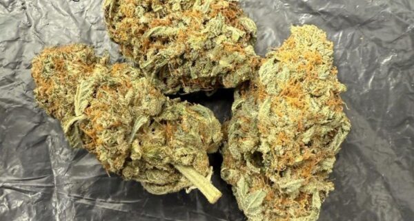 Buy Alien Dawg UK