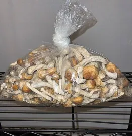 Buy Magic Mushrooms UK