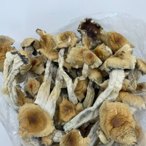 Magic Mushrooms