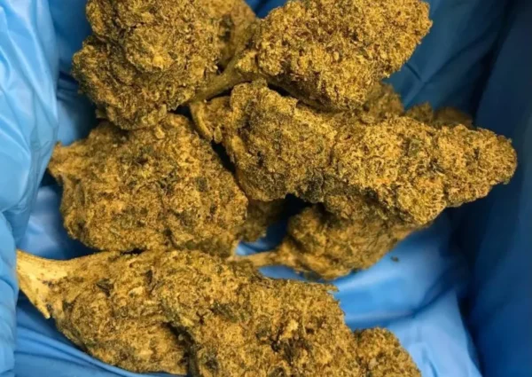 Buy Master Kush Import UK