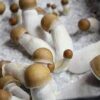Buy Penis Envy Mushroom online Uk