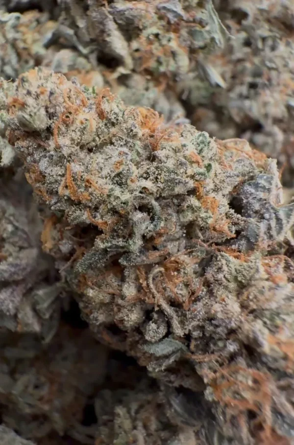 Buy Purple Guava Dawg Indica