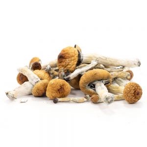 Buy Golden Teacher Mushrooms
