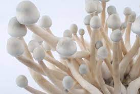 Albino A+ Cubensis Mushrooms | verifieddrugsmarket.com
