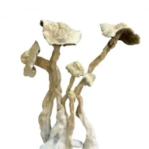 Albino mushroom