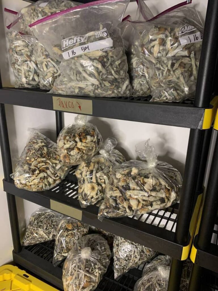 best psychedelic strains for beginners UK
