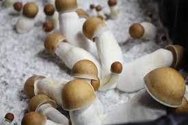 Buy Penis Envy Mushroom online | verifieddrugsmarket.com