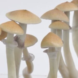 Cambodian Cubensis | verifieddrugsmarket.com