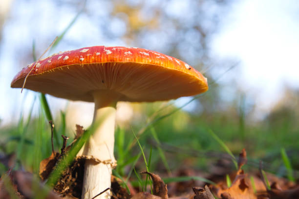 first time magic mushrooms UK