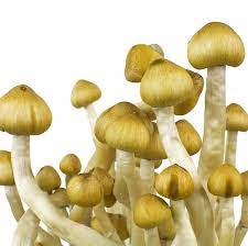 Mazatapec Mushroom Spores | verifieddrugsmarket.com