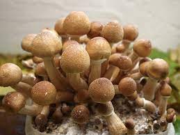 Orissa India Flyer | verifieddrugsmarket.com