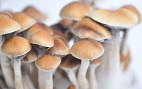Psilocybe Cubensis McKennaii | verifieddrugsmarket.com