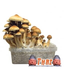 Psilocybe Cubensis Thai | verifieddrugsmarket.com
