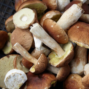 Psilocybe Hollandia Truffles | verifieddrugsmarket.com