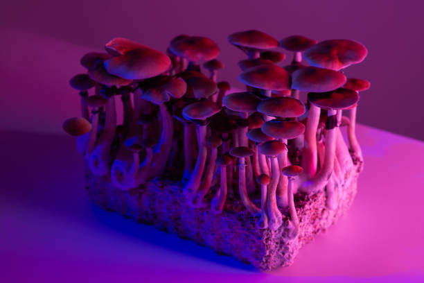 psilocybin mental health treatment UK