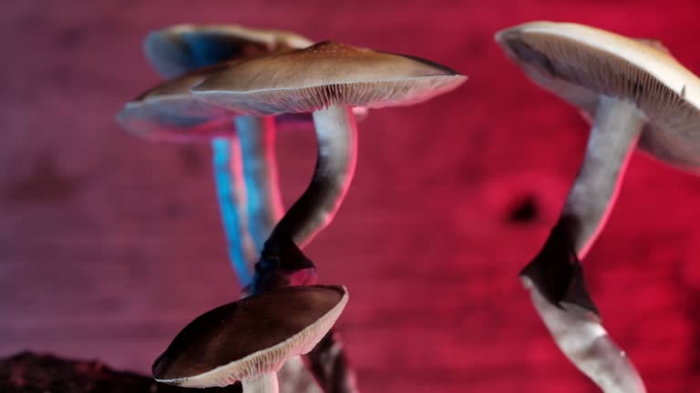 psychedelics vs pharmaceuticals UK
