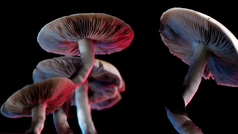 safely use psychedelics UK