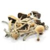 Buy Amazonian Cubensis Mushroom Kit UK | Trusted