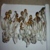 Buy Amazonian Mushroom Grow Kit UK | Trusted Supplier